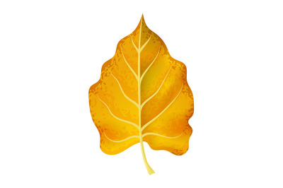 Fallen leaf. Orange and yellow autumn realistic foliage, fall forest a