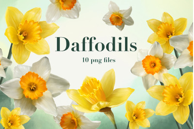 Daffodils Set