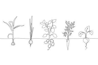 One continuous line vegetable row. Hand drawn growing root crops, orga