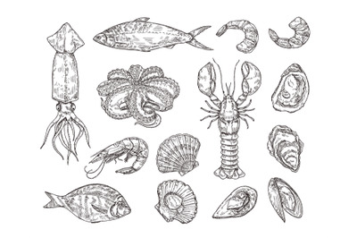 Sketch seafood. Hand drawn lobster, scallops, squid and octopus. Shell