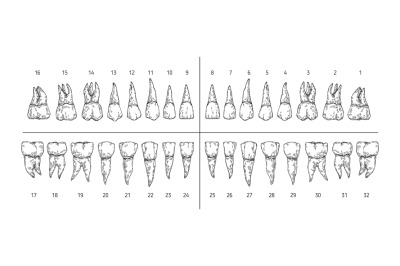 Tooth types sketch. Teeth with roots, dentist tooth numbers system and