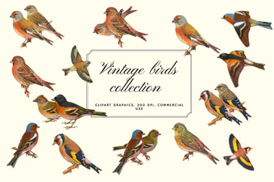 Vintage Birds, Antique Birds Clipart