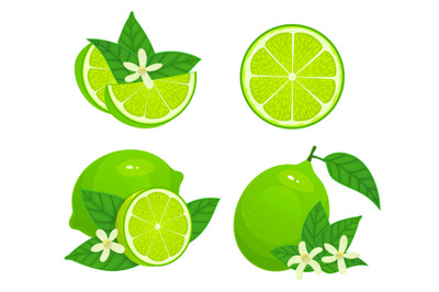 Cartoon lime. Fresh whole, half and part citrus. Organic fruit with le