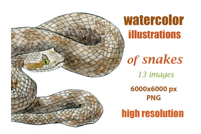 Watercolor illustrations of snakes