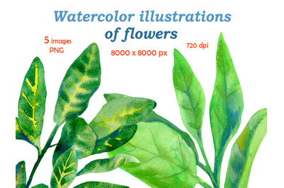 Watercolor illustrations of flowers