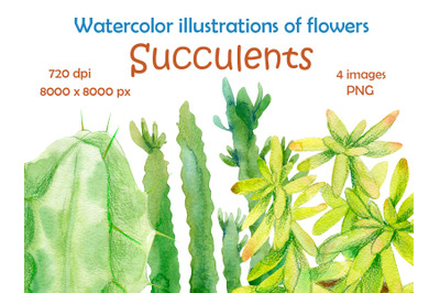 Watercolor illustrations of indoor flowers