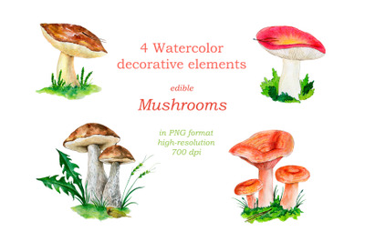 Watercolor illustration of the forest mushrooms