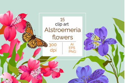 Alstroemeria flower set