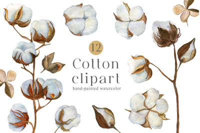 Watercolor Cotton Clipart PNG Boho Flowers winter clipart dried floral