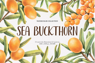 Sea Buckthorn. Watrecolor collection