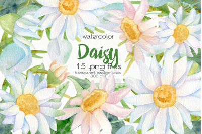 Watercolor Daisy Flower Clipart - PNG Files