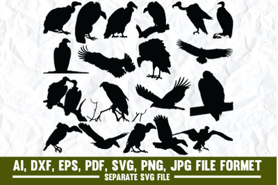 Vulture, bird, vulture culture, animal, turkey vulture, nature, skull,