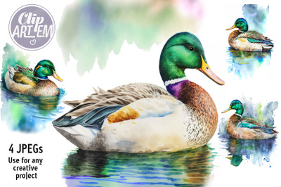 Mallard Duck 4 JPEG Watercolor Images Wall Art Bundle