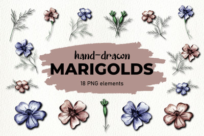 Marigold Flower Clipart Illustrations PNG