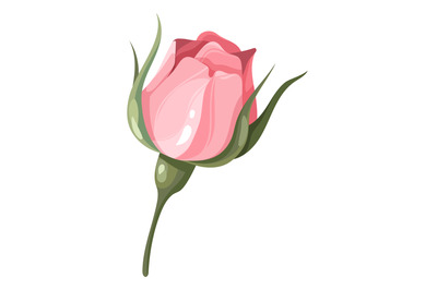 Pink flower. Delicate romantic bud. Botanical element