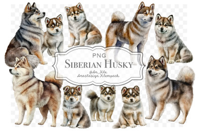 Siberian Husky clipart png