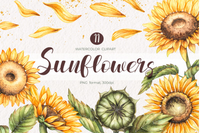 Watercolor sunflowers / Watercolor clipart PNG