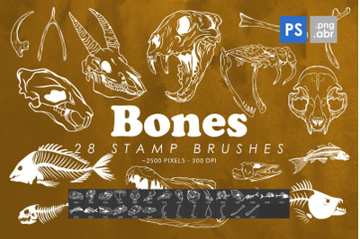 28 Bones Photoshop Stamp Brushes