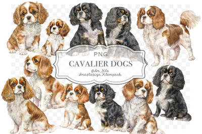 Cavalier King Charles spaniel clipart png