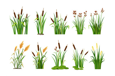 Cartoon lake aquatic plants. Swamp cattails, marsh reed and blooming b