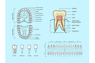 Teeth anatomy scheme. Tooth structure infographic, orthodontic human t