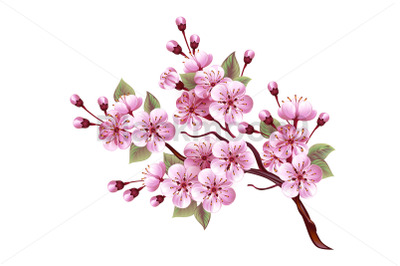 Pink Sakura Blossom Branch