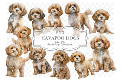 Cavapoo dogs clipart png