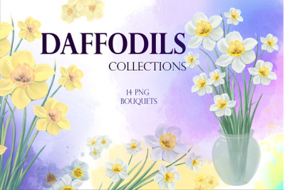 Daffodils Flowers Collection