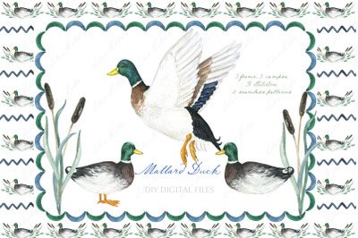 Watercolor duck Mallard  Clipart
