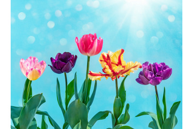 Colorful tulips bouquet on blue. Spring nature background