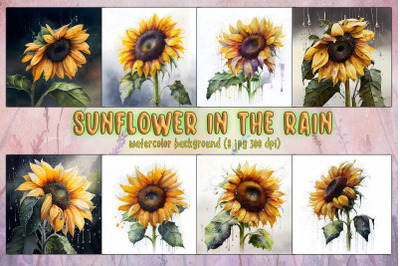 Sunflower In The Rain