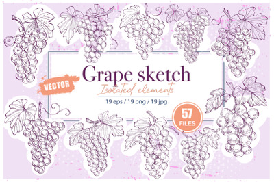 Grape sketch illustration