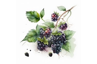 Watercolor Blackberries