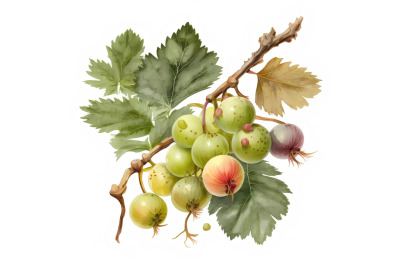Watercolor Gooseberry