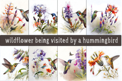 Wildflower Being Visited By Hummingbird