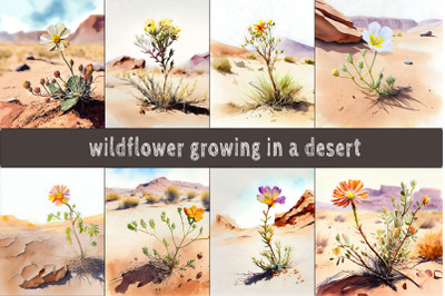 Wildflower Growing In Desert