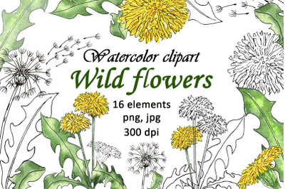 Watercolor WildFlower Dandelion Coloring PNG JPG