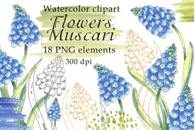 Flowers Muscari Watercolor Clipart PNG