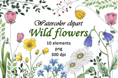 Watercolor Wild Flowers Clipart PNG