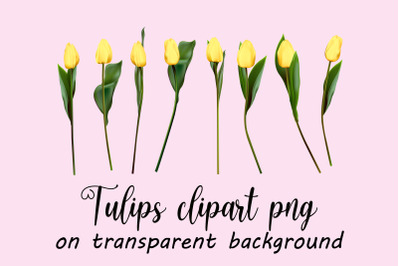 Yellow tulips clipart vector, png, jpeg