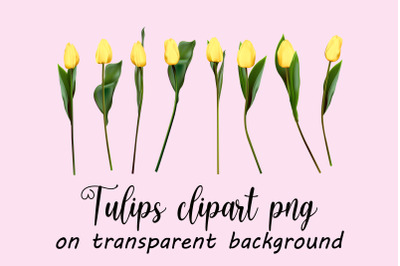 Yellow tulips clipart vector&2C; png&2C; jpeg