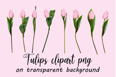 Pink tulips clipart vector&2C; png&2C; jpeg