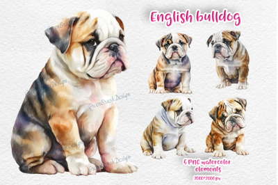 English bulldog. Watercolor illustrations
