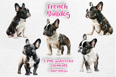 French Bulldog. Watercolor