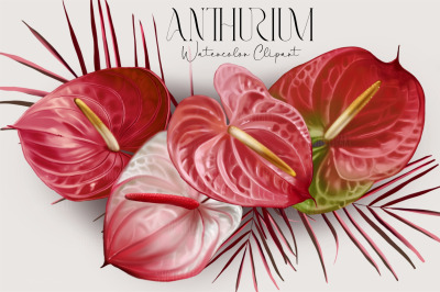 Wedding Watercolor Anthurium clipart. Wedding red flower