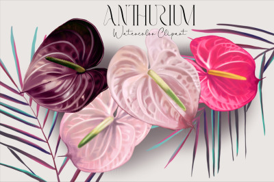 Wedding flower Anthurium clipart. Realistic PNG digital paper.