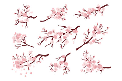 Cherry blossom branches. Japanese blooming trees, sakura flowers sprin