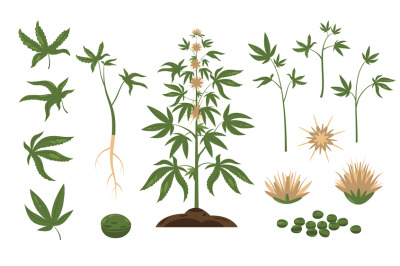 Cannabis plant. Green weed leaf and plant seeds, cartoon bundle of mar
