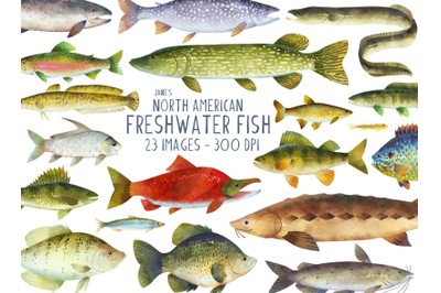 Watercolor North American Freshwater Fish Clipart