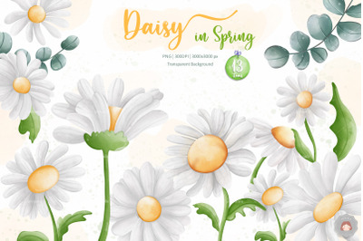 Watercolor Daisy Flower Spring Clipart Collection